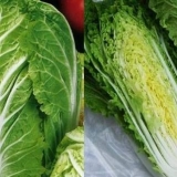 Pekinški kupus: kada rezati